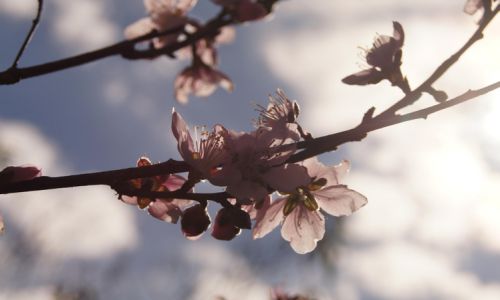 Brazilian Sakura
