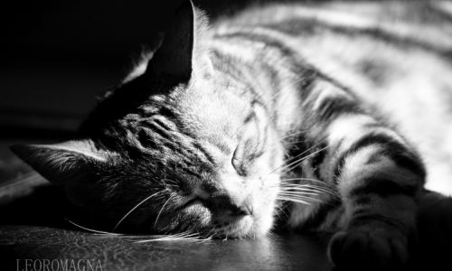 Lazy Cat