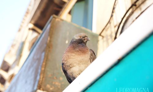 The Smiling Pigeon