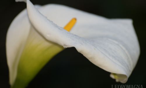 Lilly side