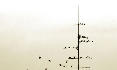 The Landing Birds