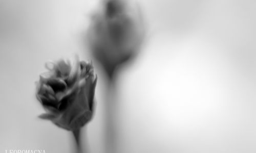 Tiny Rose