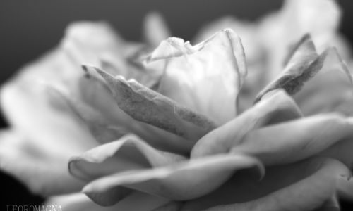 Rose Side Close Up