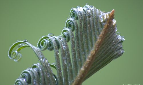 Fern Shoot