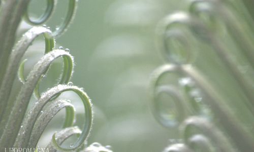 Fern