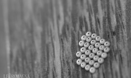Insect Structure