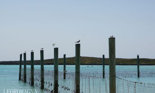 Resting Birds in the Caribean