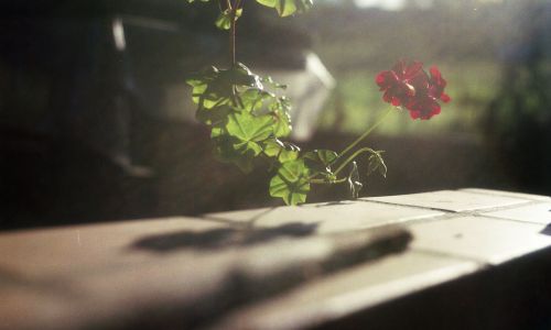 The single flower